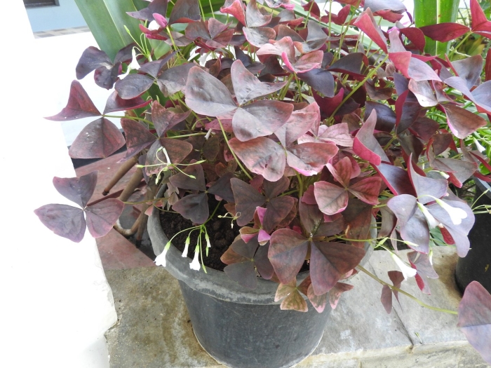 Оксалис триангулярис