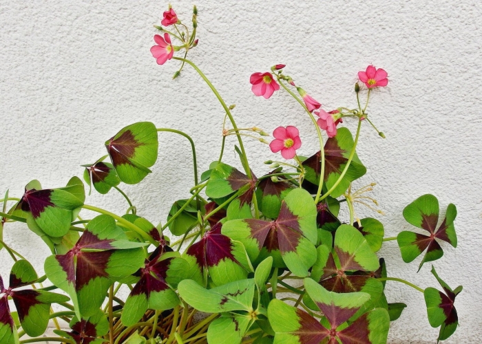 Кислица оксалис деппе