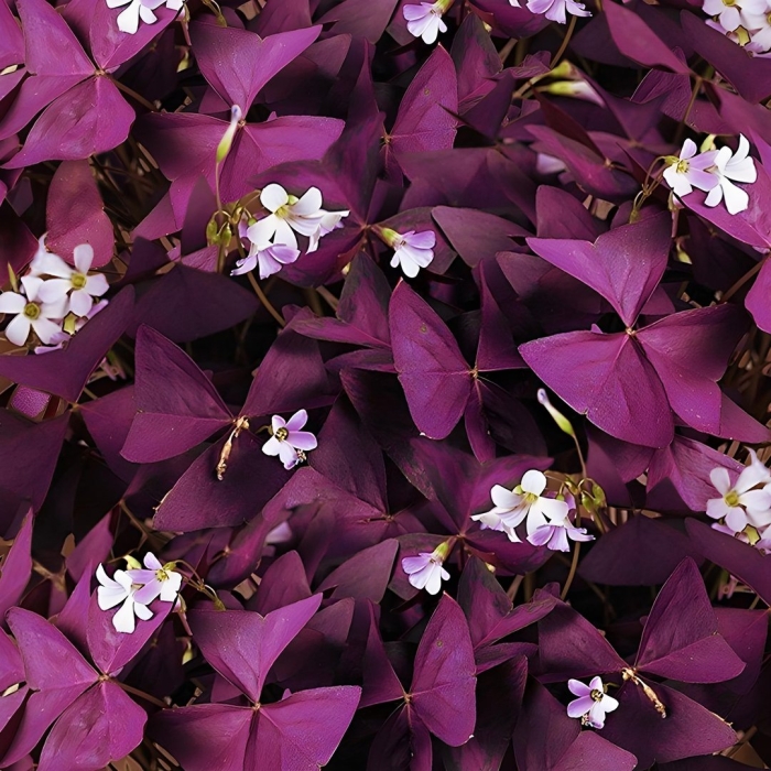 Оксалис кислица треугольная