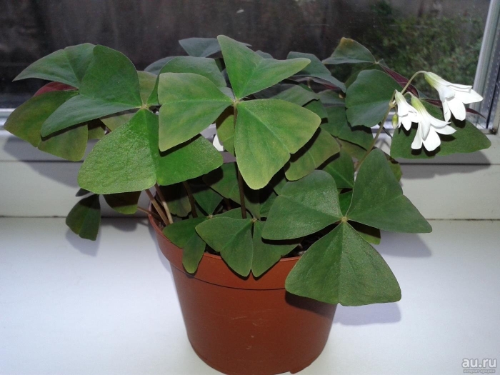 Оксалис кислица зеленая