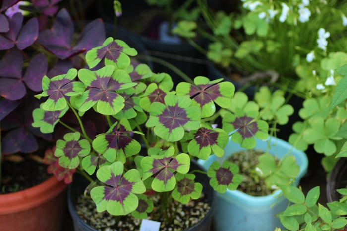 Oxalis tetraphylla