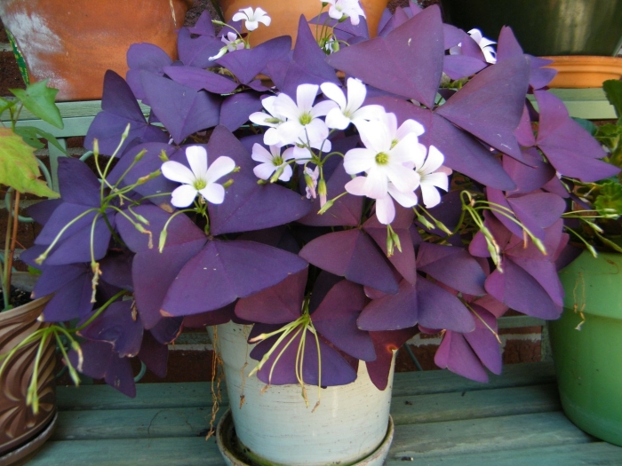 Кислица оксалис