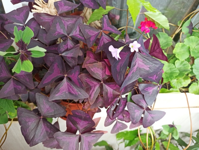 Оксалис кислица