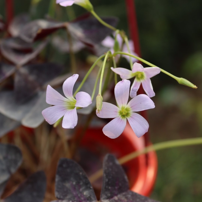 Оксалис триангулярис