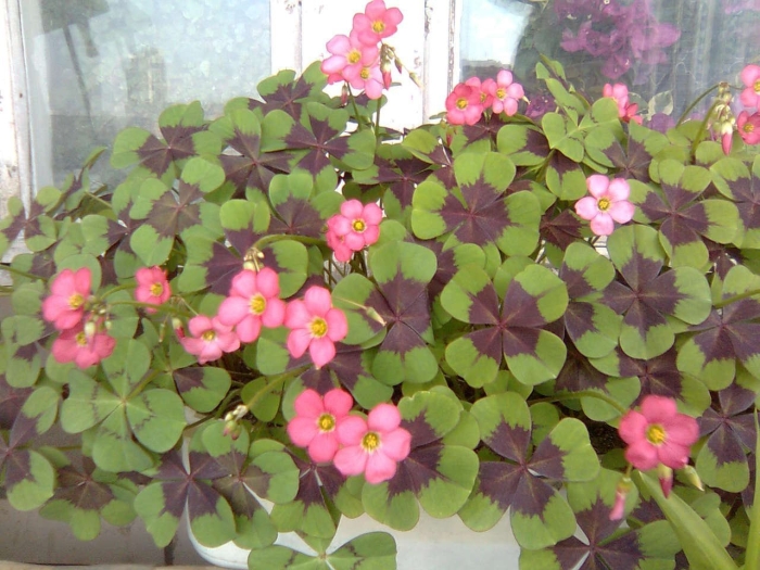 Оксалис кислица