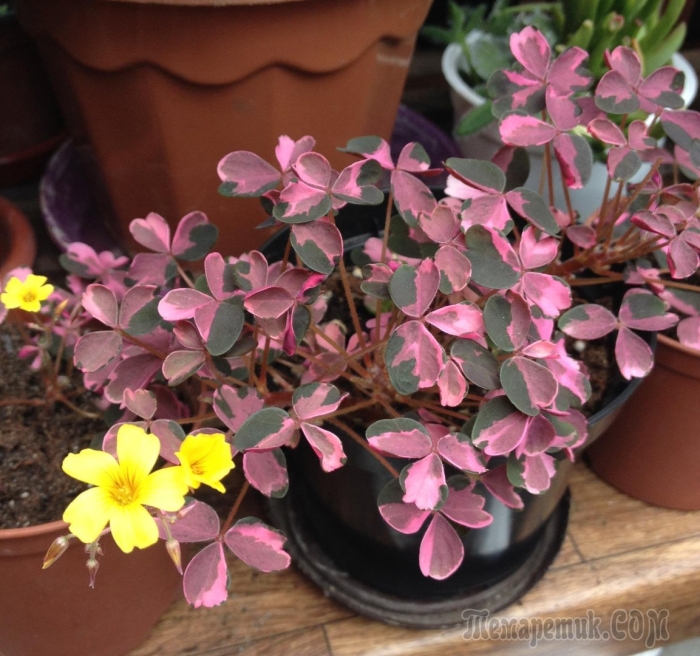 Оксалис plum crazy