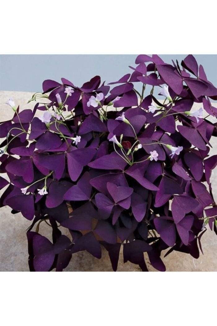 Oxalis regnellii