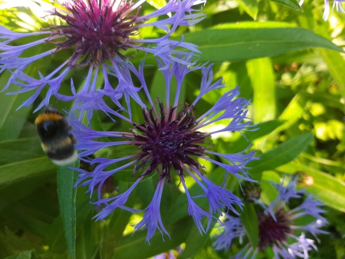 Василек centaurea montana
