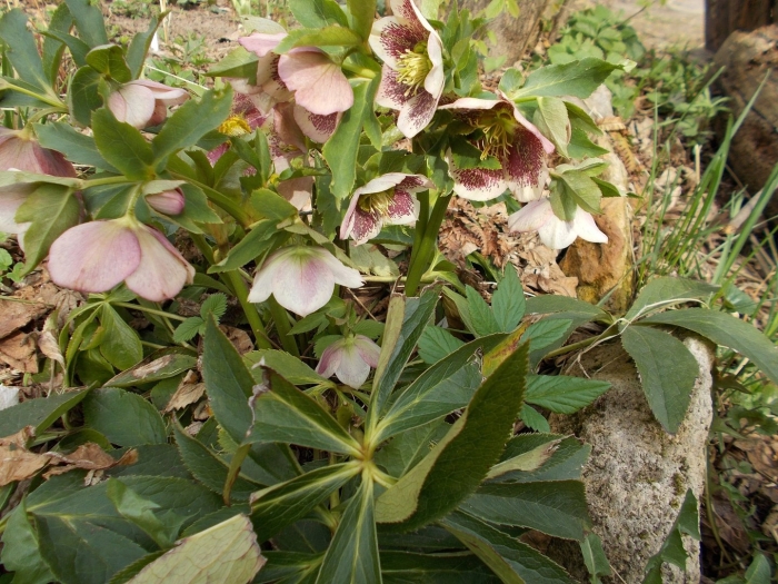 Морозник orientalis