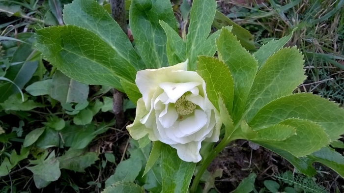 Кавказский морозник