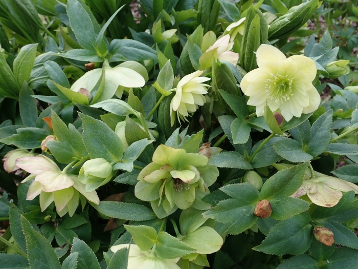 Helleborus x hybridus ‘ apricot anemone