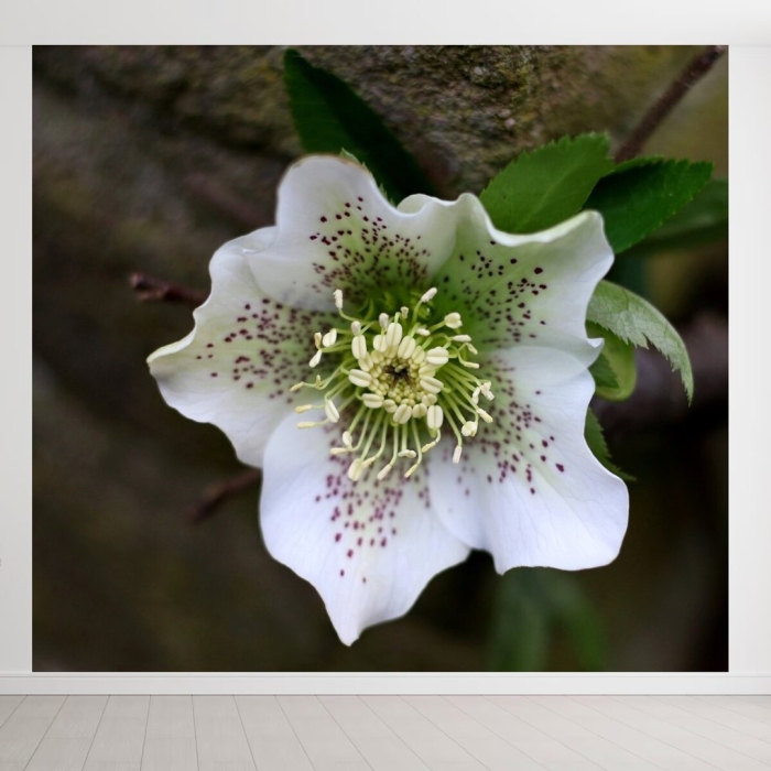 Helleborus orientalis