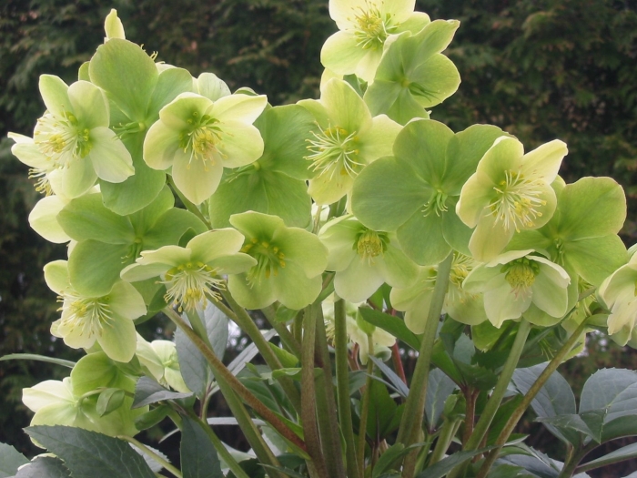Helleborus ×nigercors 'emma'