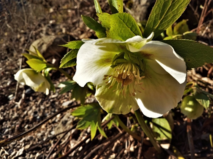 Кавказский морозник