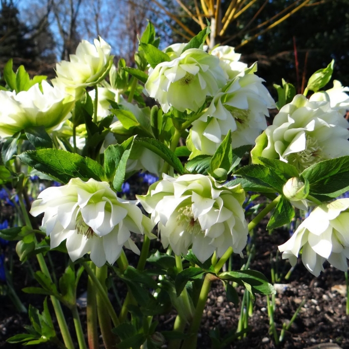 Морозник дабл эллен уайт