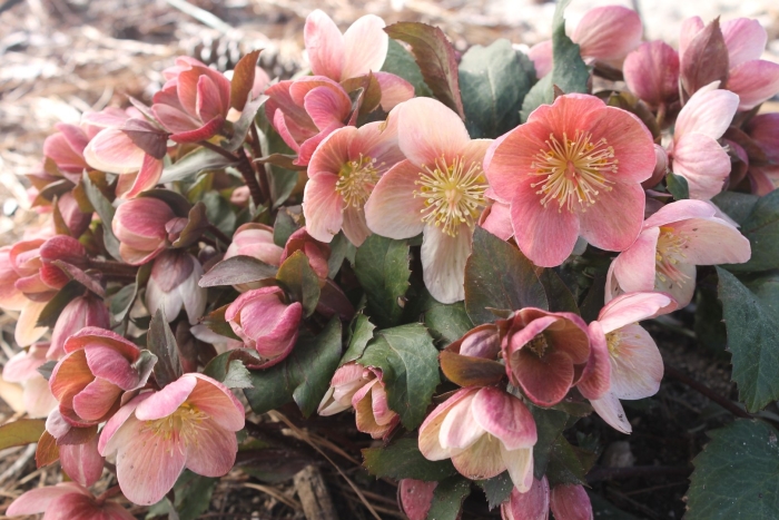 Морозник helleborus pink beauty
