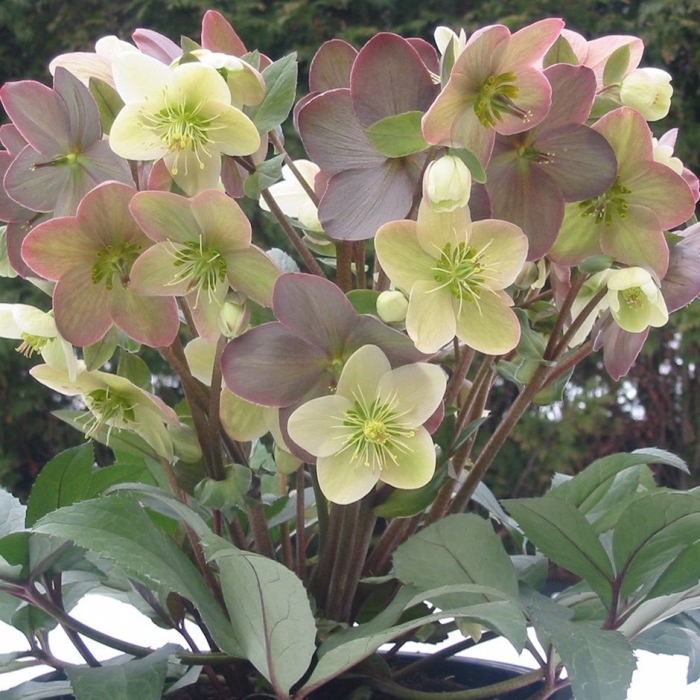 Helleborus ×nigercors 'candy love'