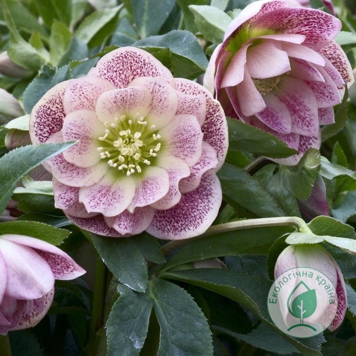 Морозник дабл эллен пинк споттид