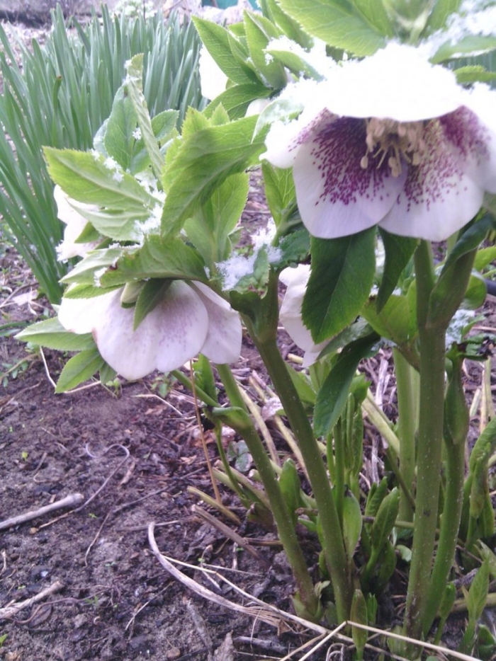 Морозник цветок многолетний