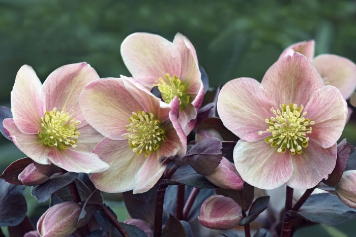 Helleborus pink