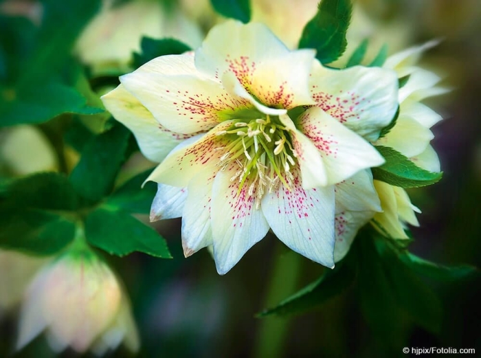 Морозник геллеборус