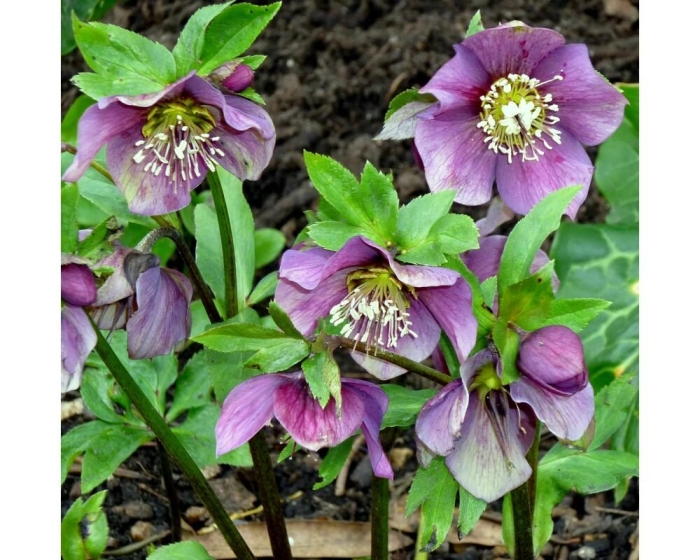 Морозник геллеборус