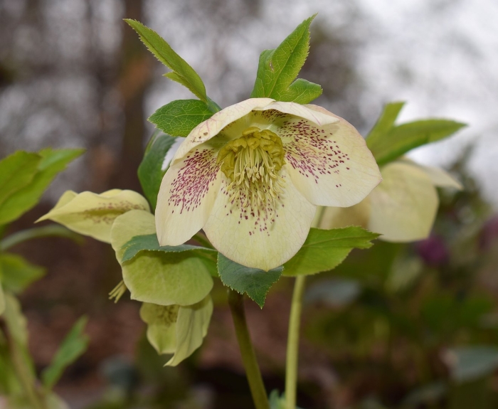 Морозник helleborus