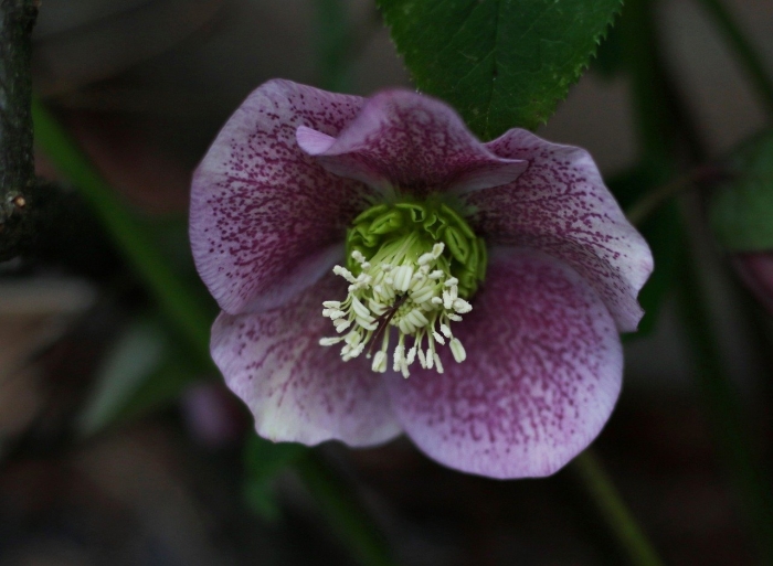 Морозник геллеборус