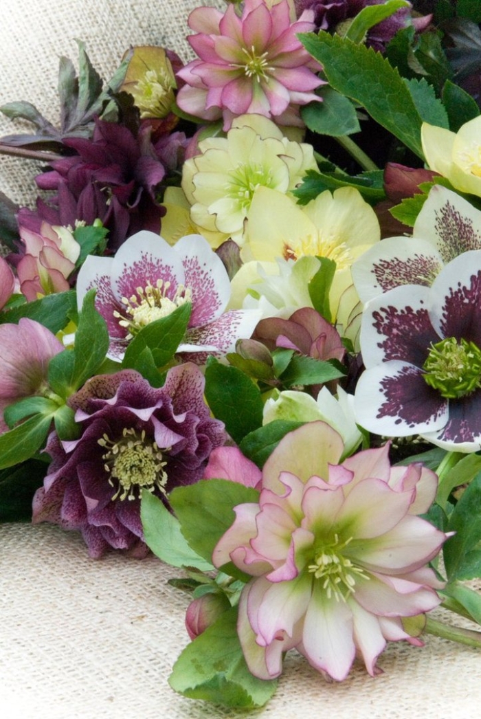 Морозник дабл эллен ред