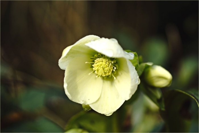 Морозник (helleborus) кавказский
