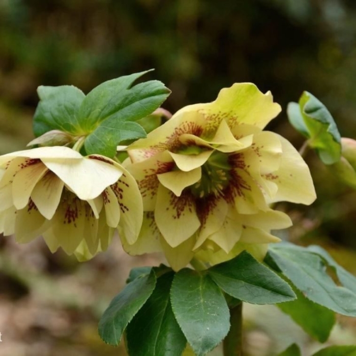 Морозник дабл эллен йеллоу споттед