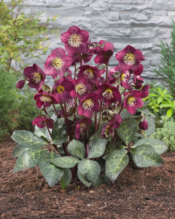 Helleborus purpurascens