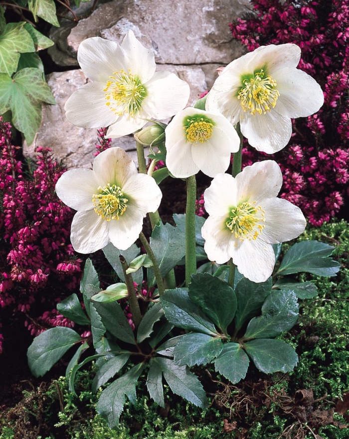 Helleborus niger