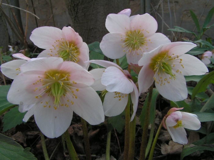 Морозник первоцвет