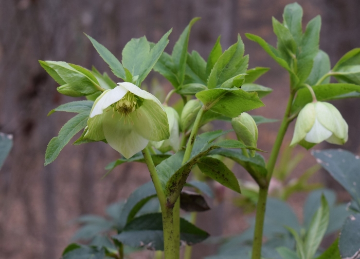 Морозник зеленый цветок