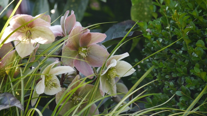 Helleborus argutifolius