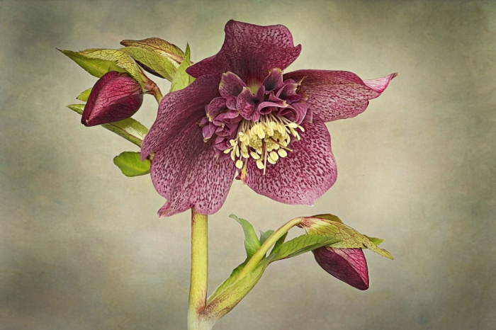 Морозник восточный монтсегур