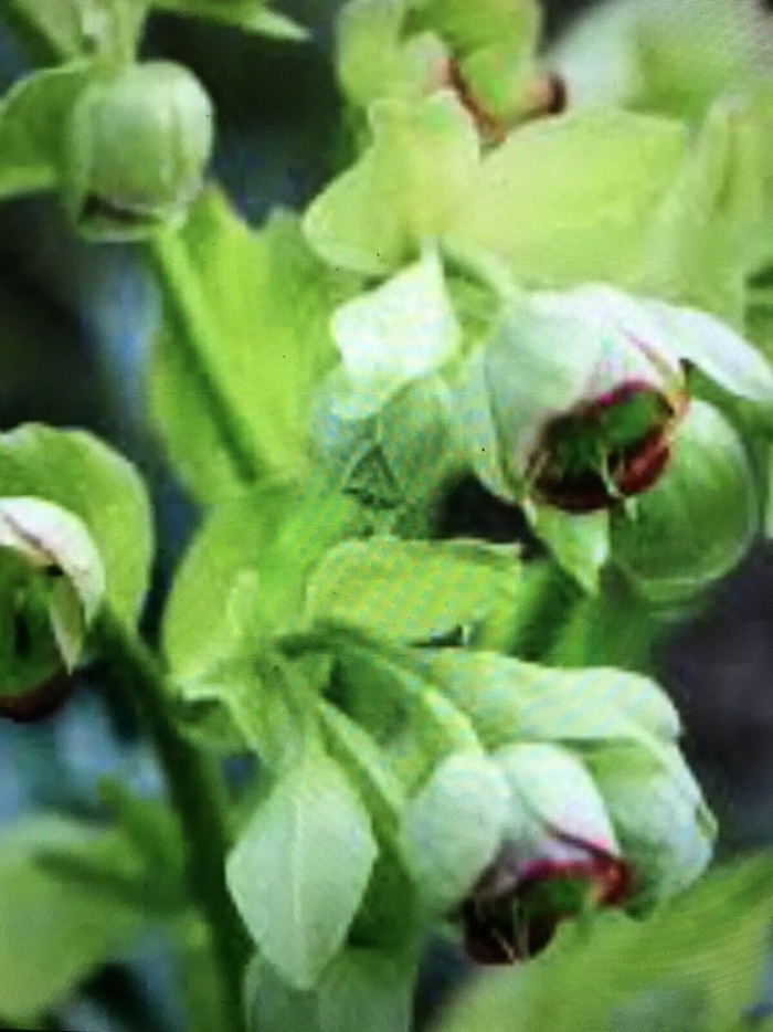 Helleborus foetidus