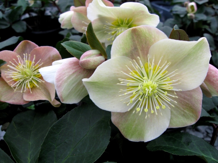 Helleborus thibetanus