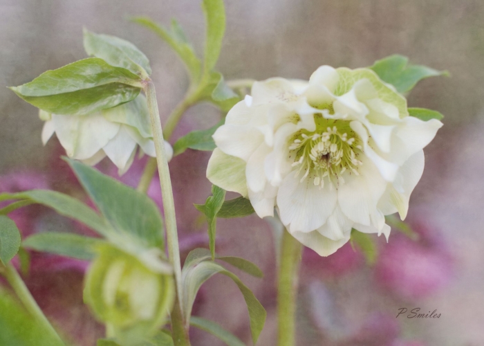 Геллеборус морозник рождественская роза