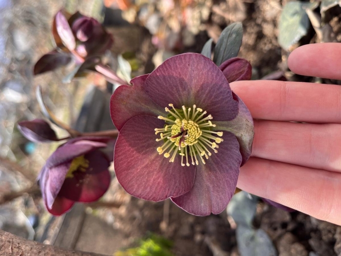 Морозник восточный helleborus orientalis double ellen purple