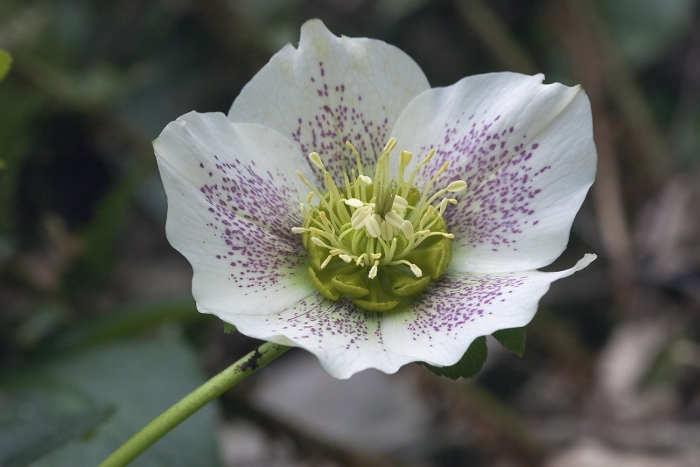 Морозник кавказский (helleborus caucasicus)