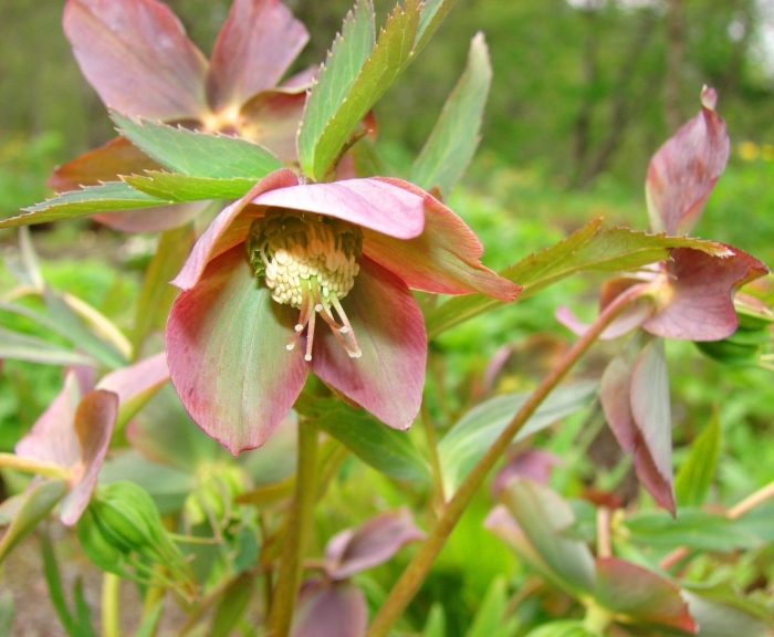 Морозник восточный монтсегур