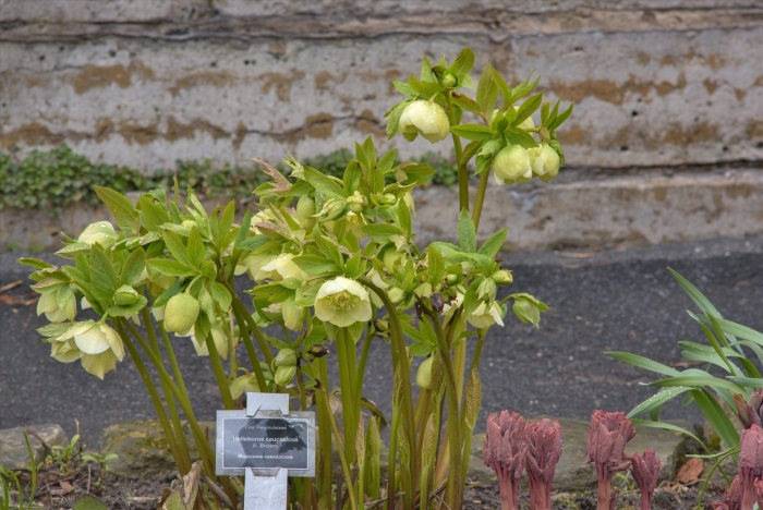 Цветок морозник