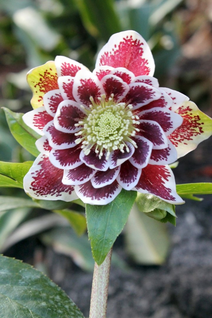 Морозник double ellen pink spotted