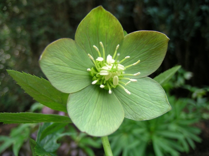 Helleborus viridis subsp. abruzzicus
