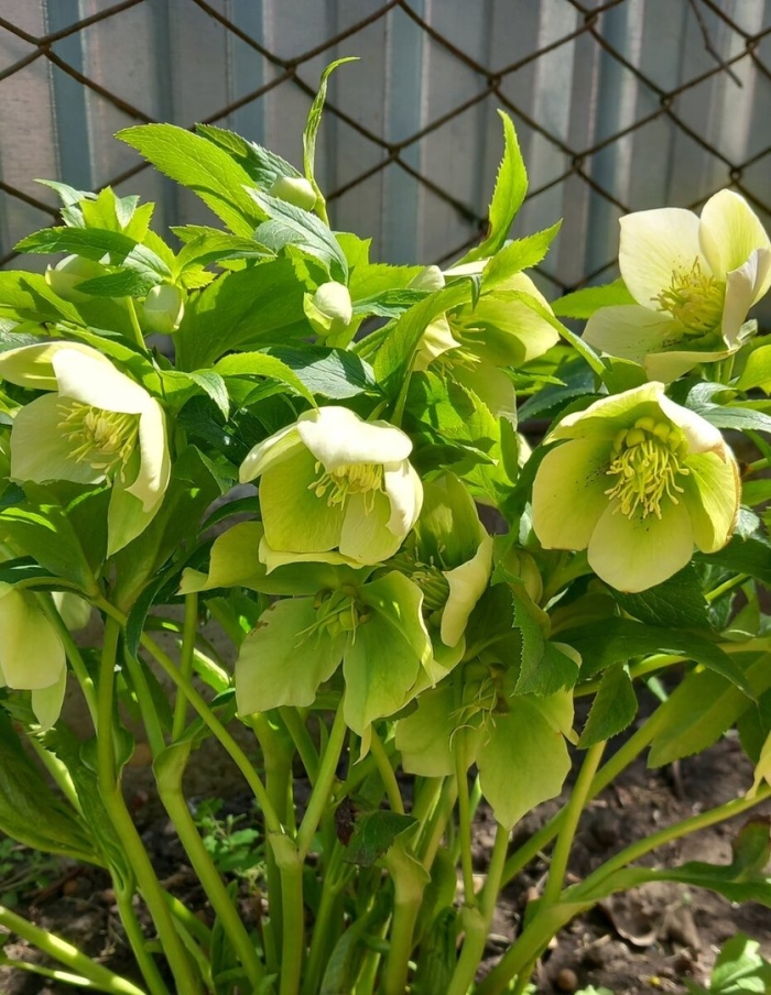 Морозник зеленоцветковый