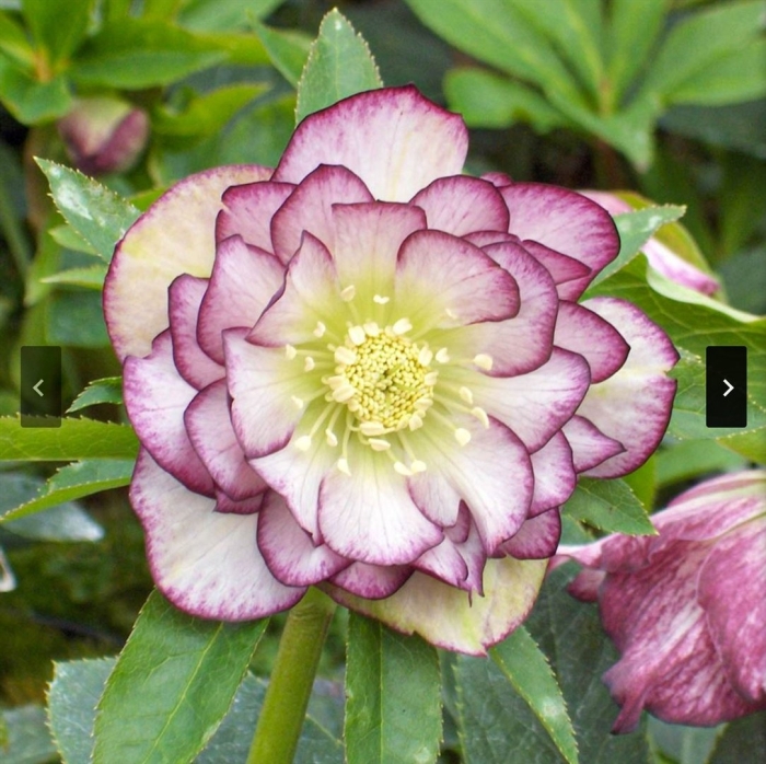 Морозник double ellen picotee