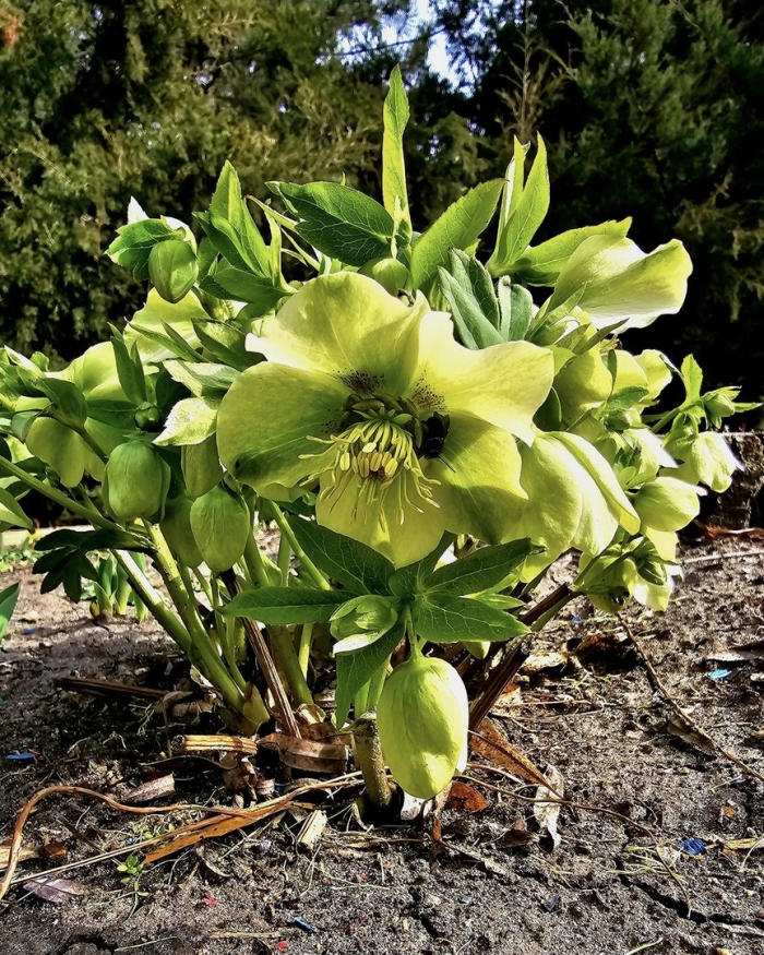 Морозник кавказский