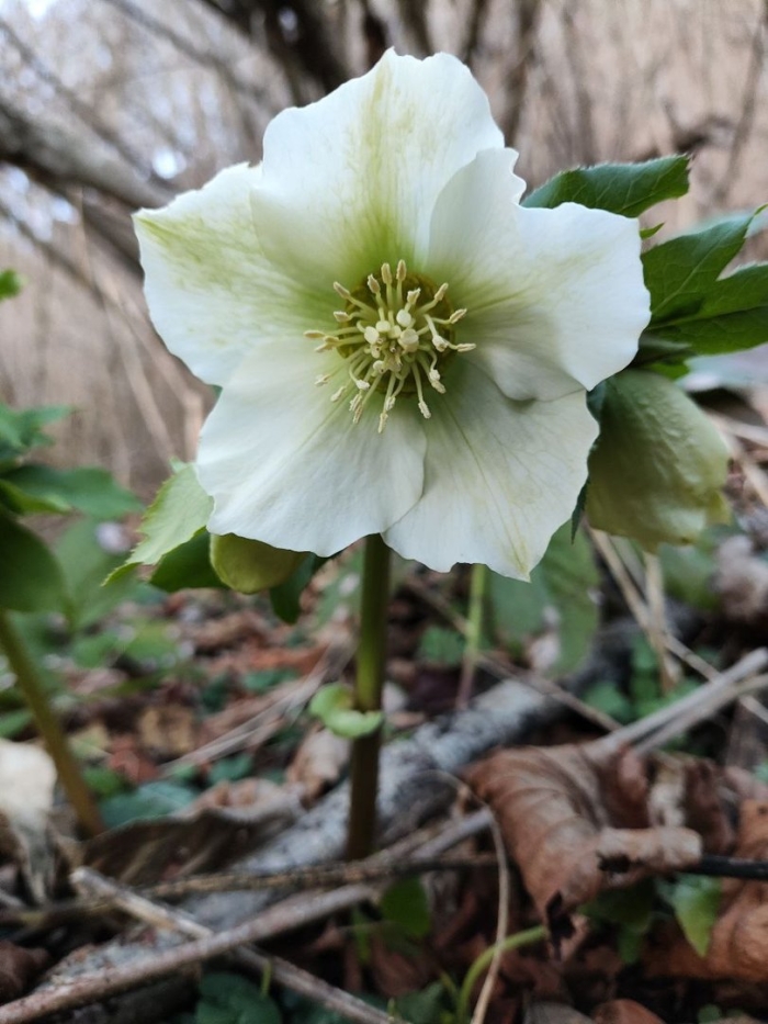 Морозник кавказский растение